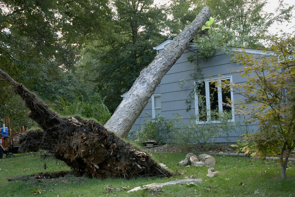 tree falls on house