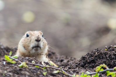 groundhog 