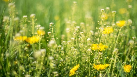 Allergy season can significantly impact your business. Here’s why you must be alerted to the pollen forecast.  