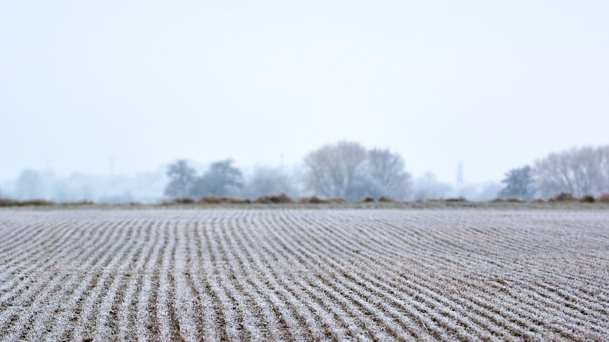 Frost covering crops