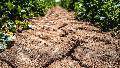 Ground dried up due to drought conditions