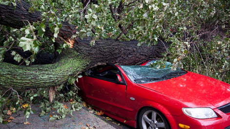 Image of a tree that fell on a car. 