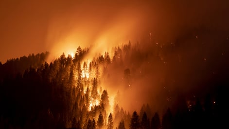 wildfire spreading through trees 