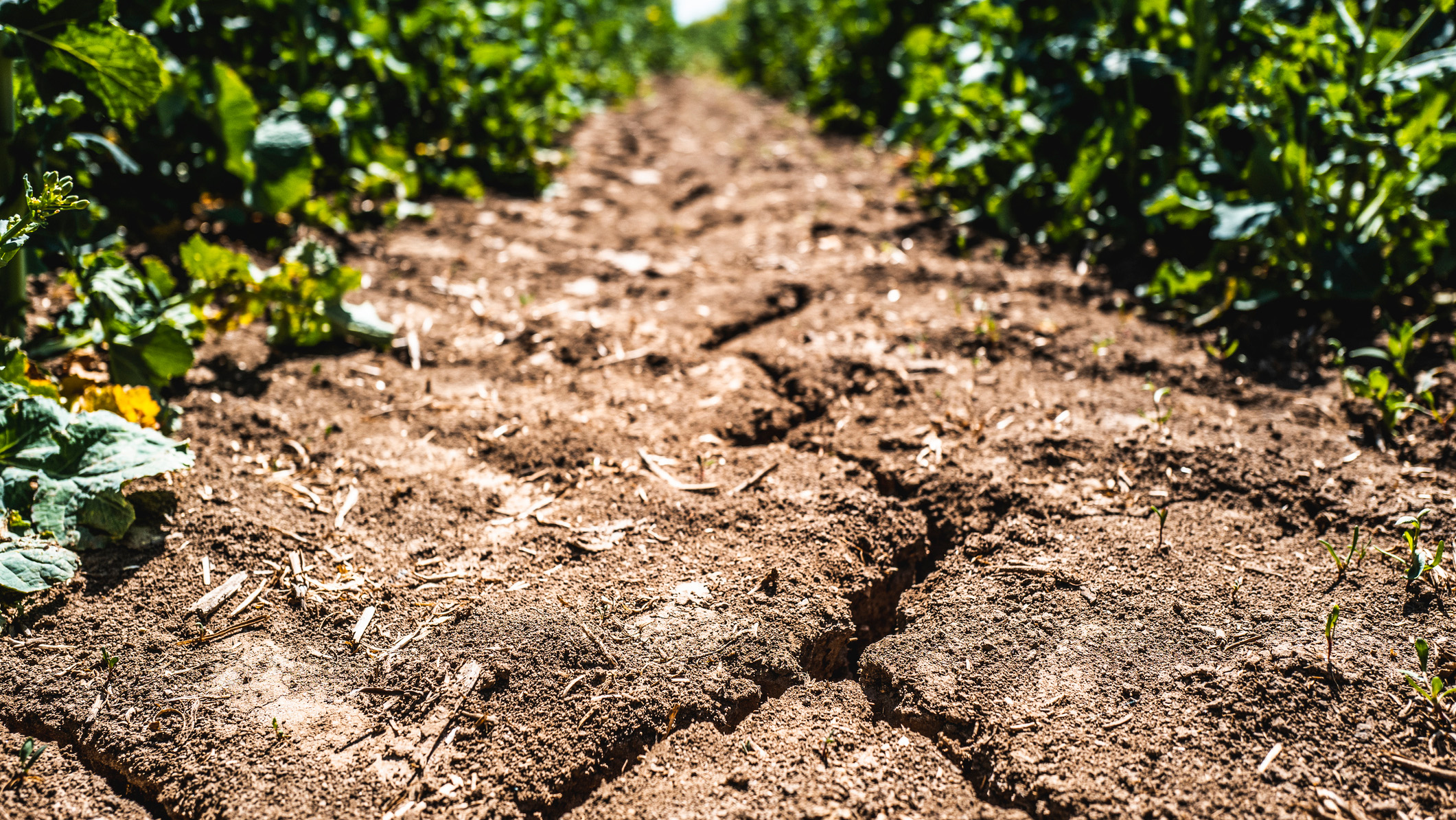 Tips on how to navigate the impacts of drought conditions on businesses